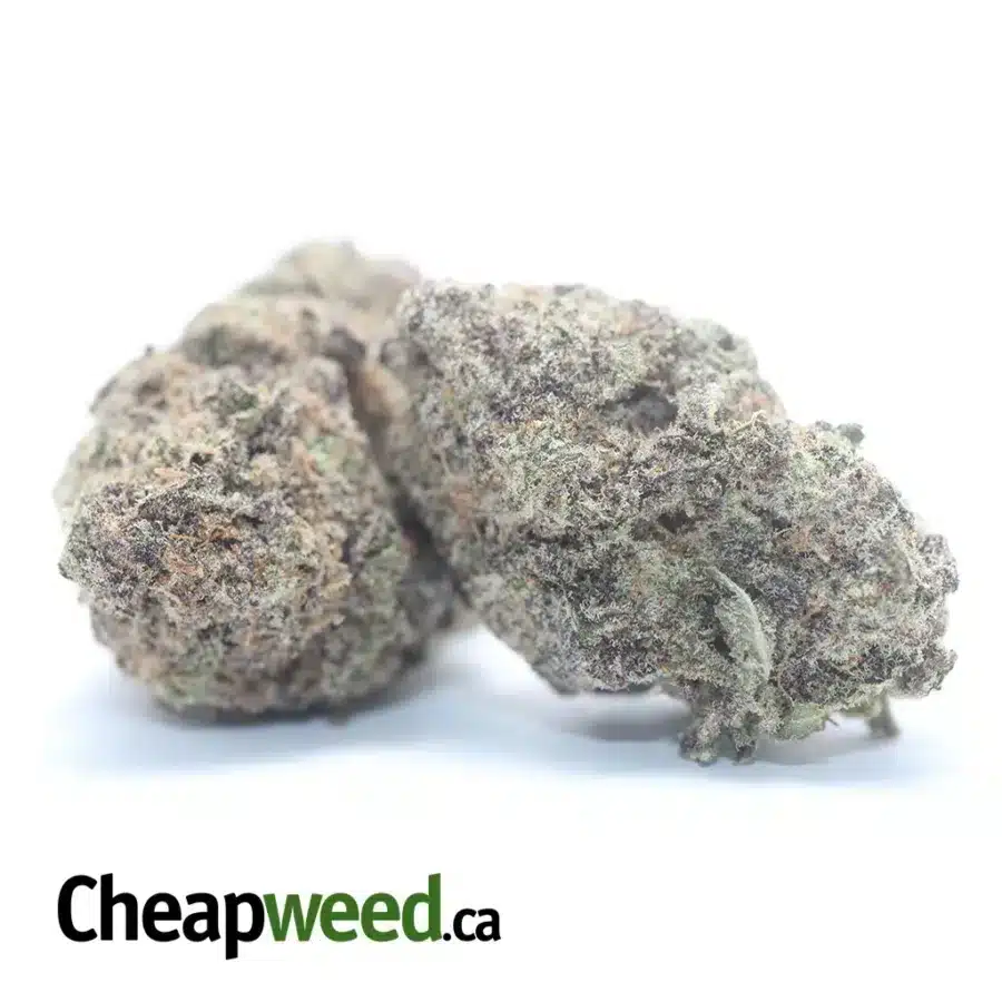 PURPLE MIRACLE ALIEN COOKIES 3 1 I Purple Miracle Alien Cookies