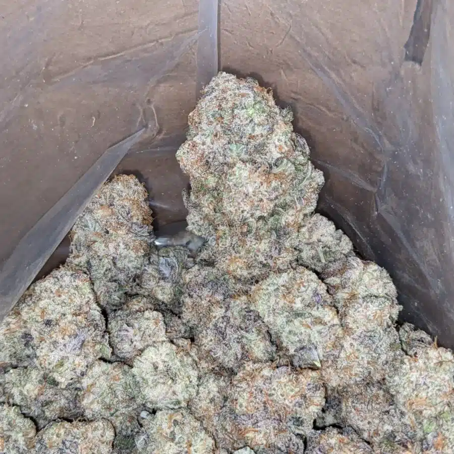 PURPLE STARDAWG 1 1 I Purple Stardawg