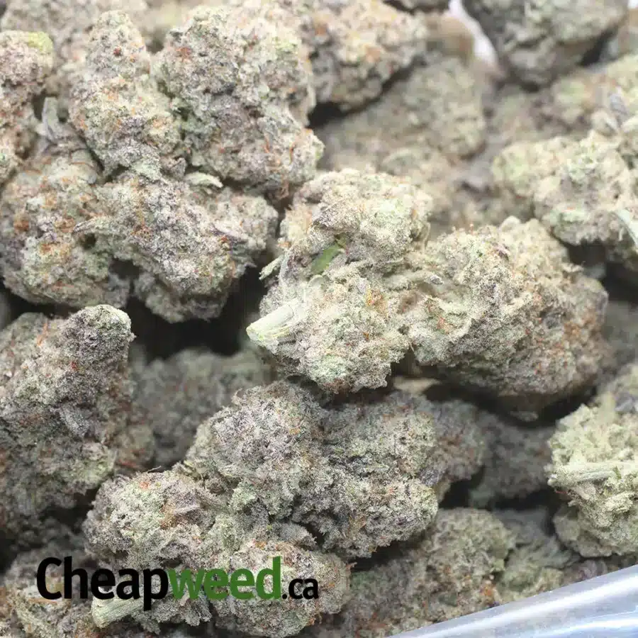 PURPLE STARDAWG 1 I $ 50 oz - Purple Stardawg