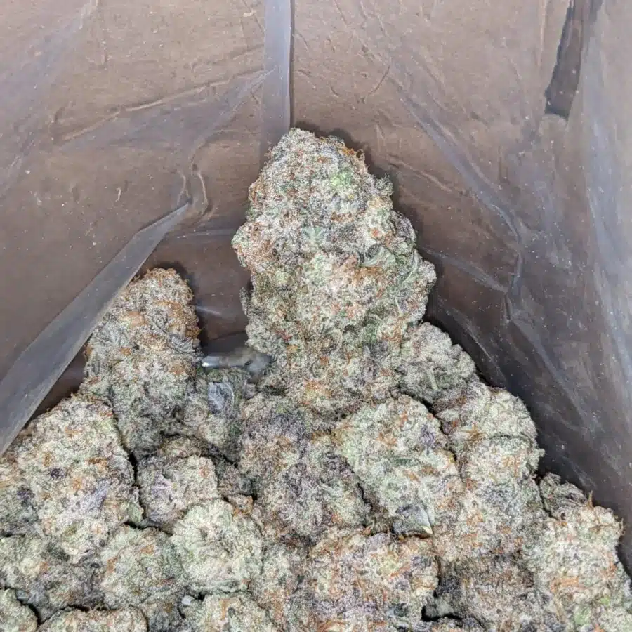 Alternative view of Purple Stardawg