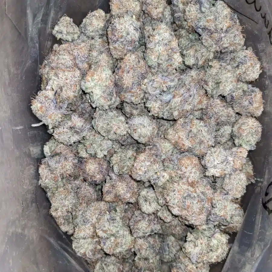 PURPLE STARDAWG 3 1 I Purple Stardawg