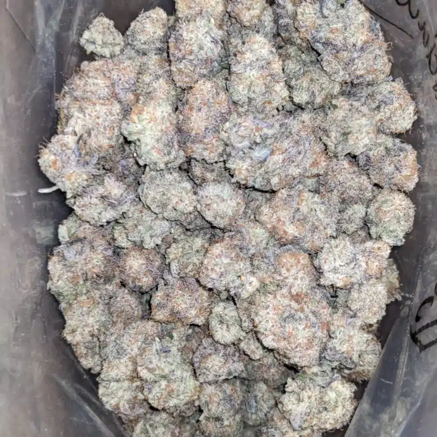 Purple Stardawg