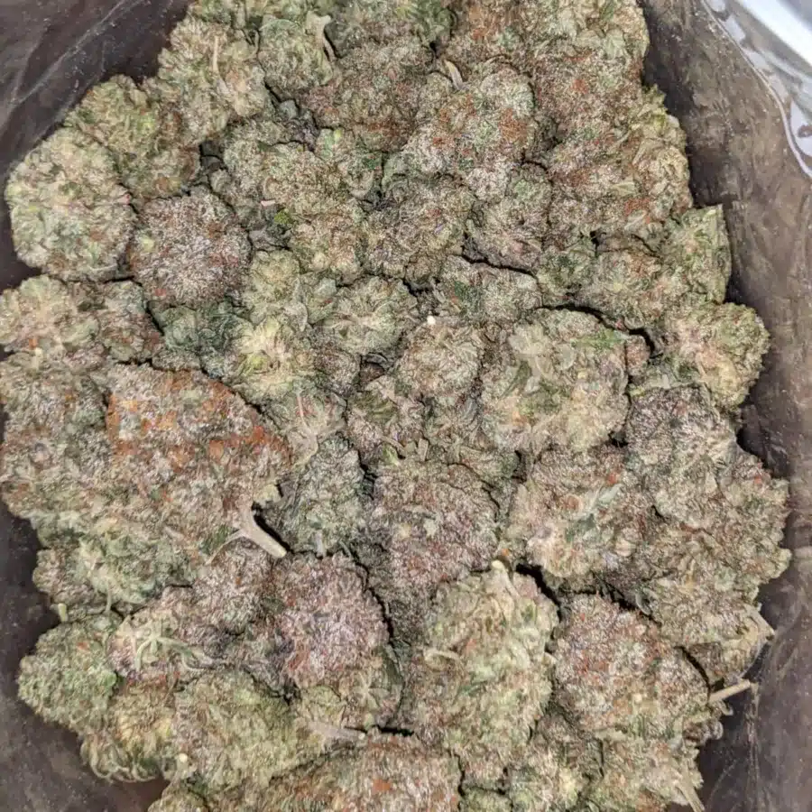 Pink gorilla 1 I Gorilla Pink