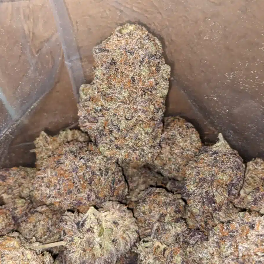 Purple Tuna 1 I Purple Tuna
