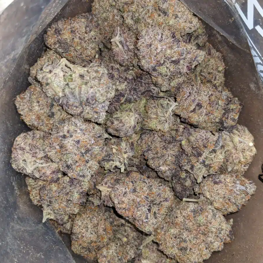 Purple Tuna 2 I Purple Tuna