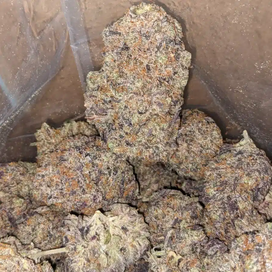 Purple Tuna 3 I Purple Tuna