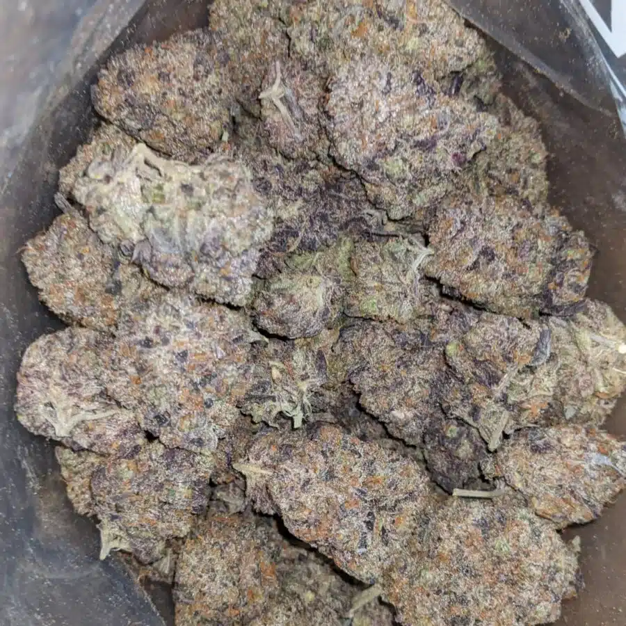 Purple Tuna 4 I Purple Tuna