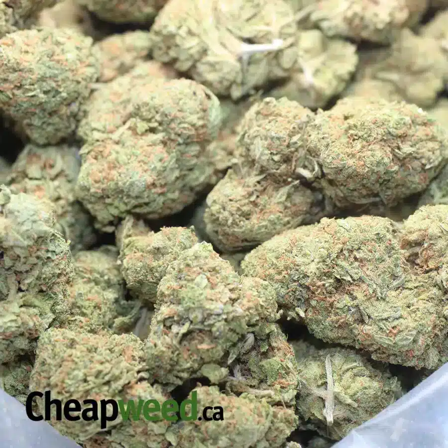 SKUNK OG 1 I Skunk OG