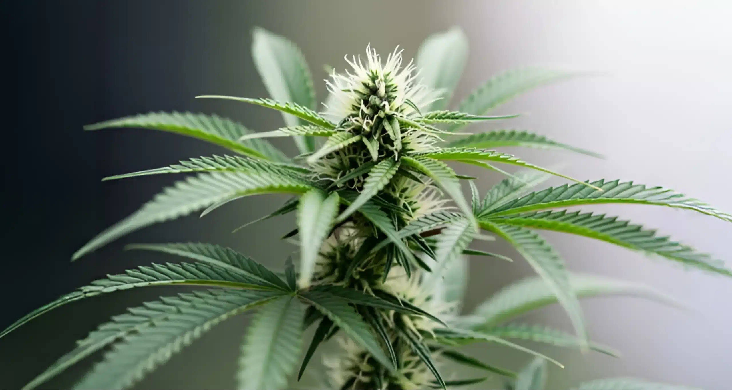 weed and mental health