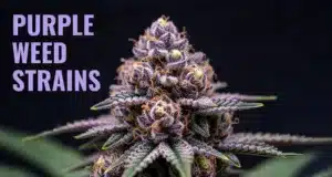 purple weed