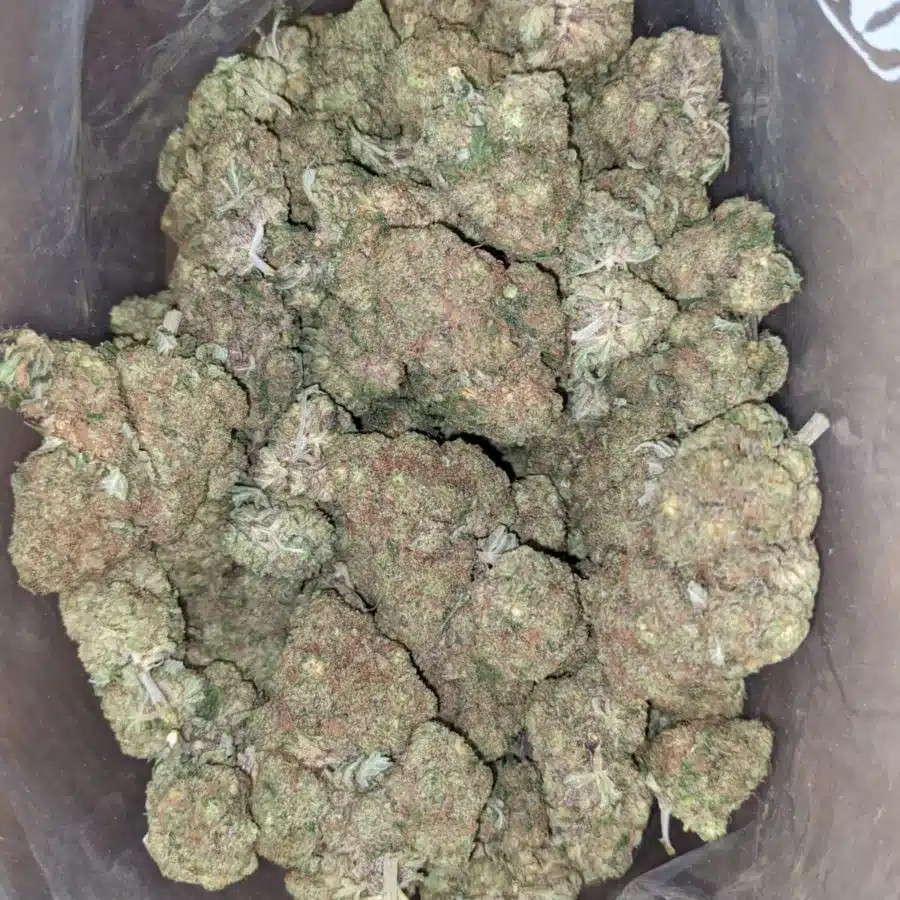 Apple fritter 3 1 I $ 52 Oz - Apple Fritter