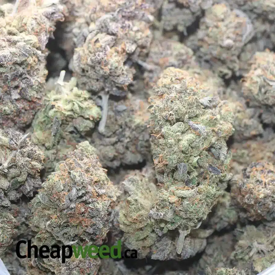 EL JEFE 1 I $ 107 Oz - El Jefe