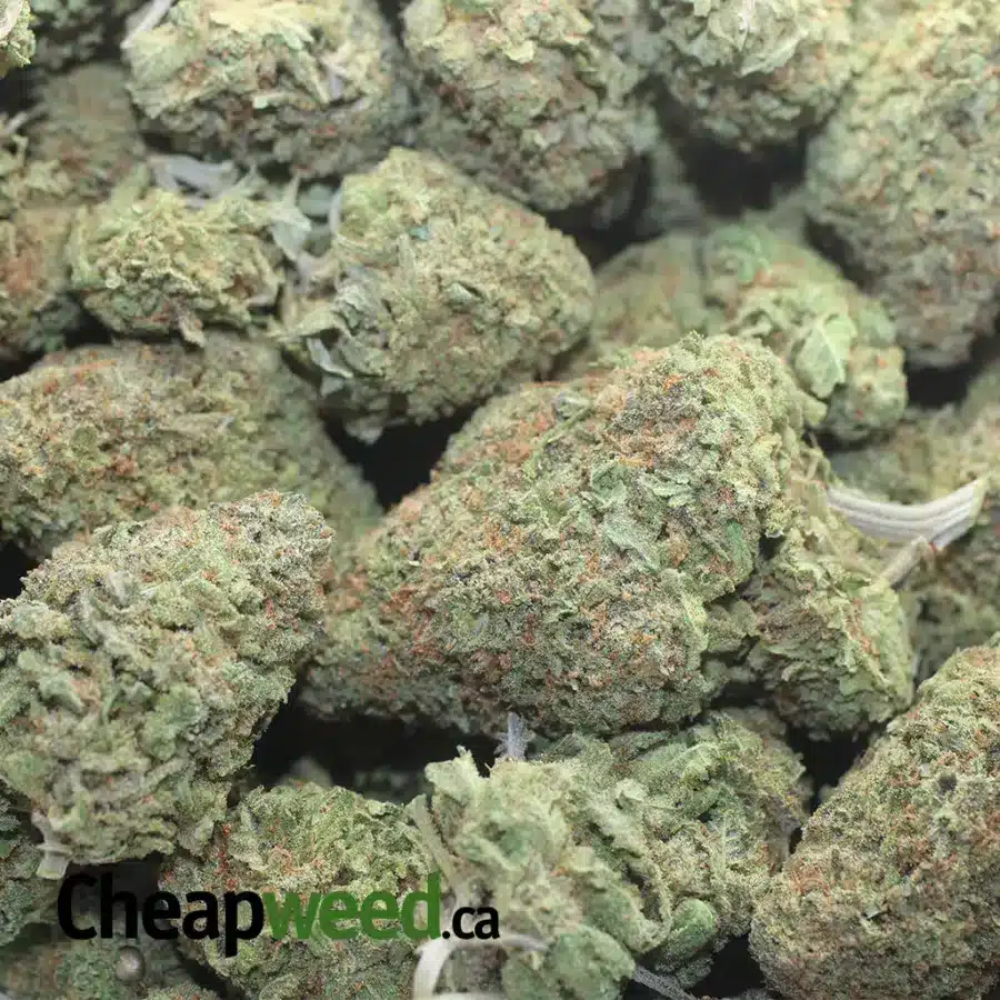 GREEN NUKEN 1 I Green Nuken