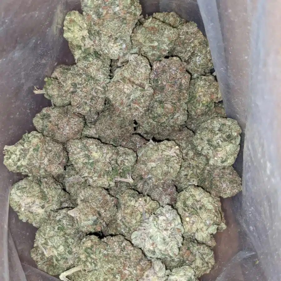 God Bubba 4 I God Bubba #2