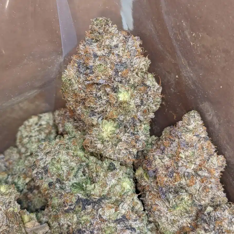 PINK ROCKSTAR 1 I Pink Rockstar #2