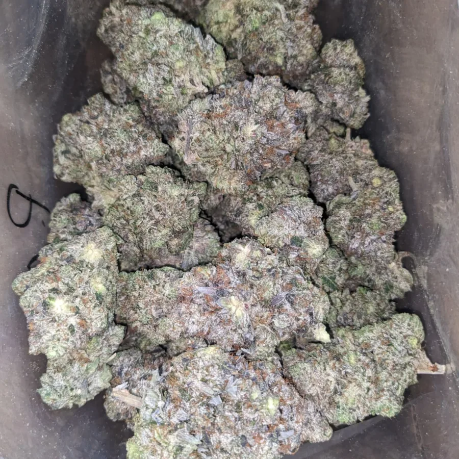 PURPLE AK 47 2 1 I Purple AK-47