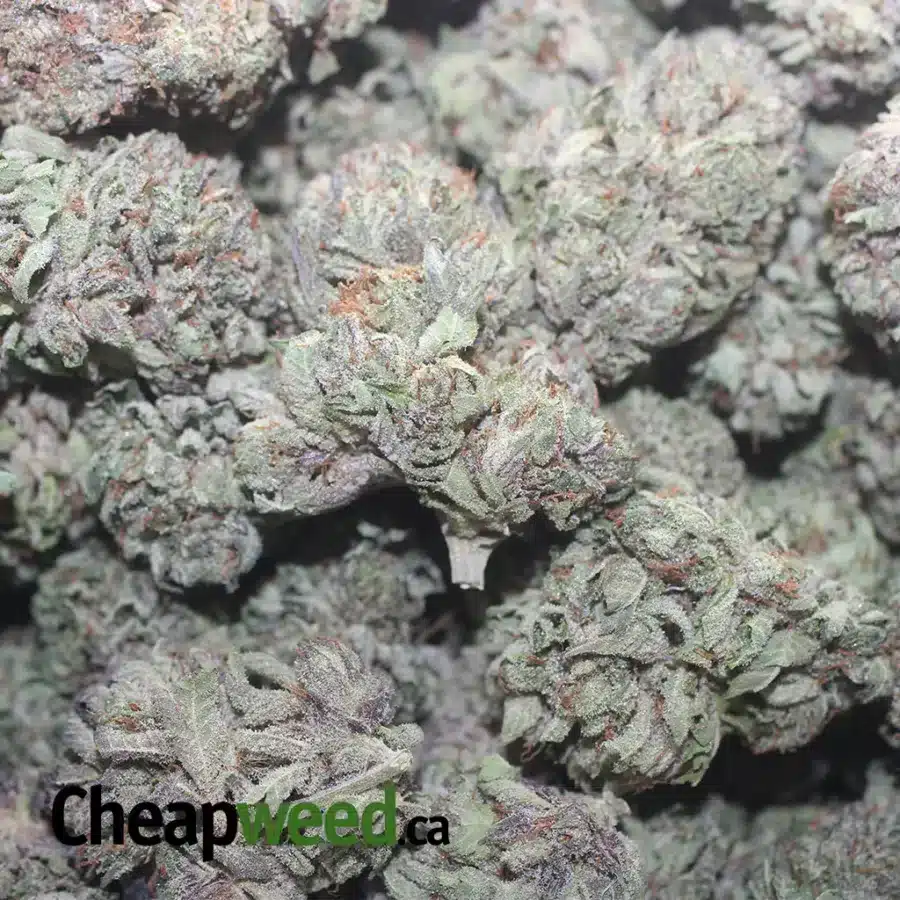 PURPLE CREAM 1 I Purple Cream
