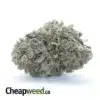 Purple Cream