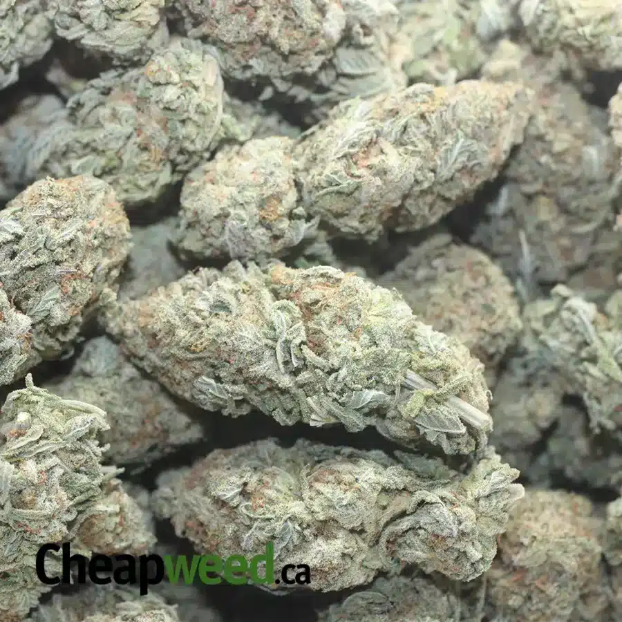 SNOW CAP 1 I Snowcap