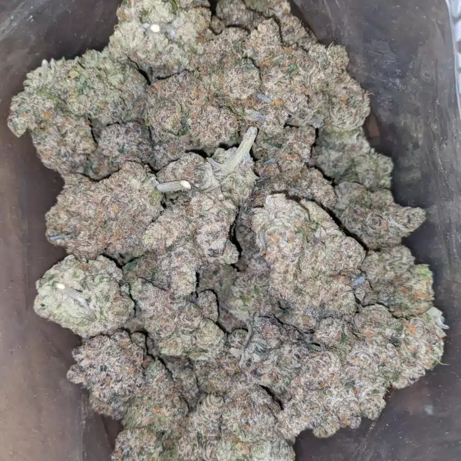 Apple Fritter AAA 1 I Apple Fritter AAA+