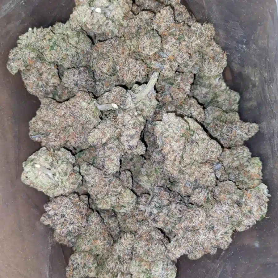 Apple Fritter AAA 2 I Apple Fritter AAA+