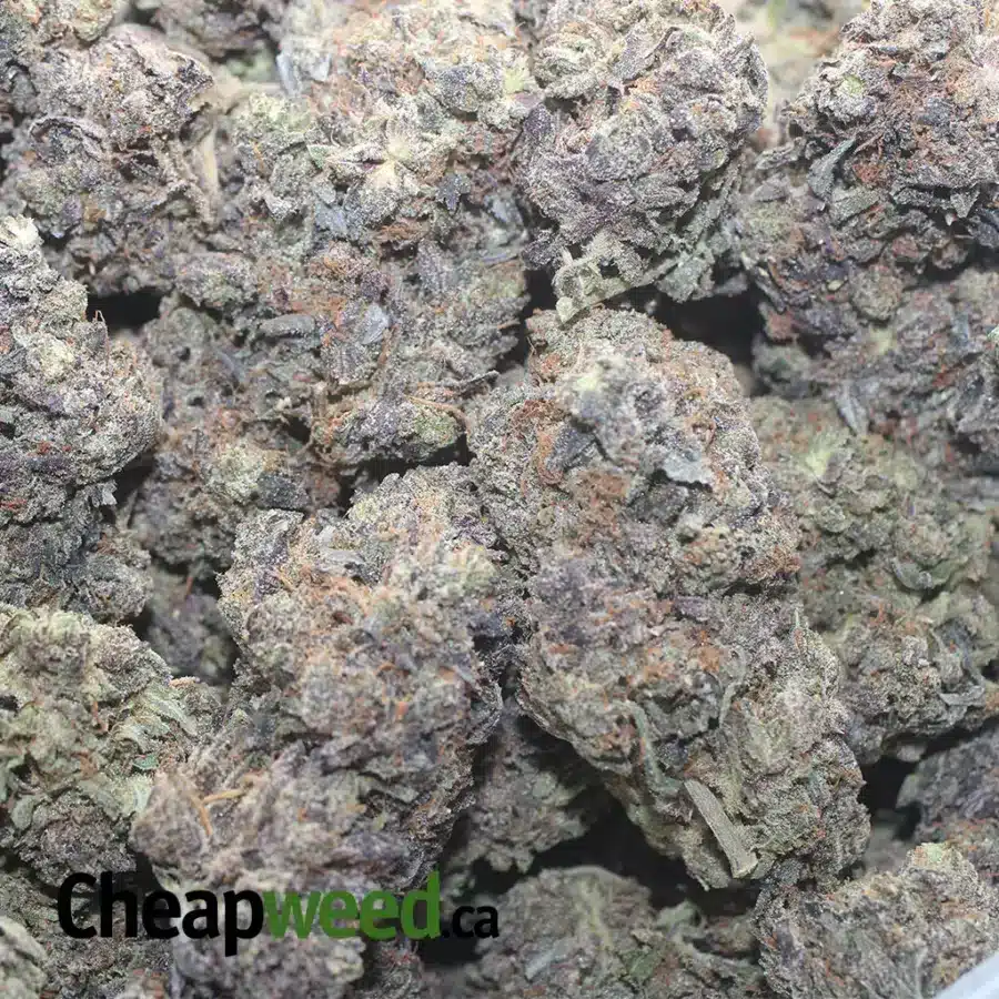 BLACK GAS 1 I $ 82 Oz - Black Gas