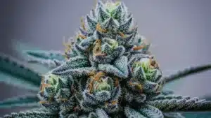 Blue dream strain