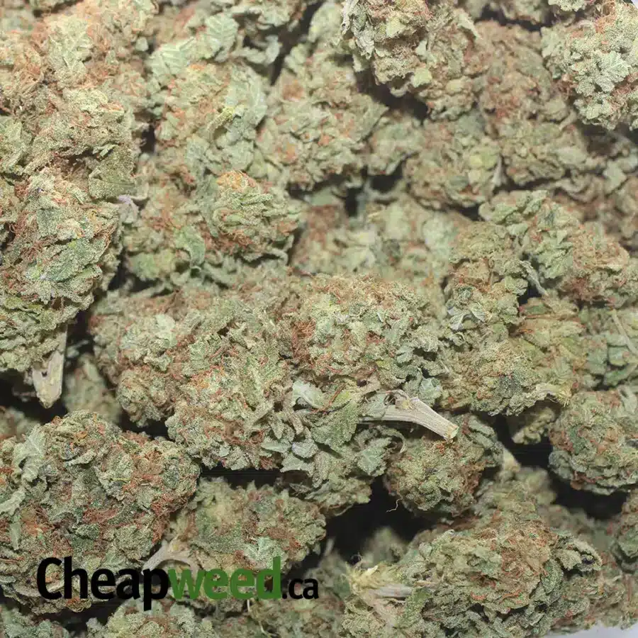CITRUS SOUR 1 1 I Citrus Sour