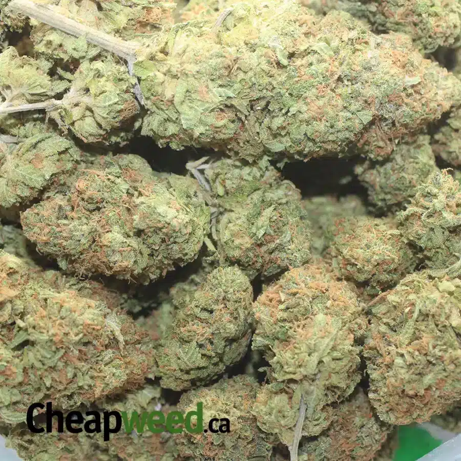 FORUM CUT COOKIES 1 I $ 52 Oz - Forum Cut Girl Scout Cookies