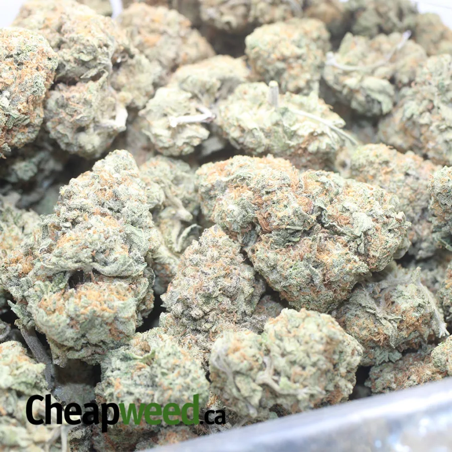 GARLIC BREATH 1 I $ 46 Oz - Garlic Breath