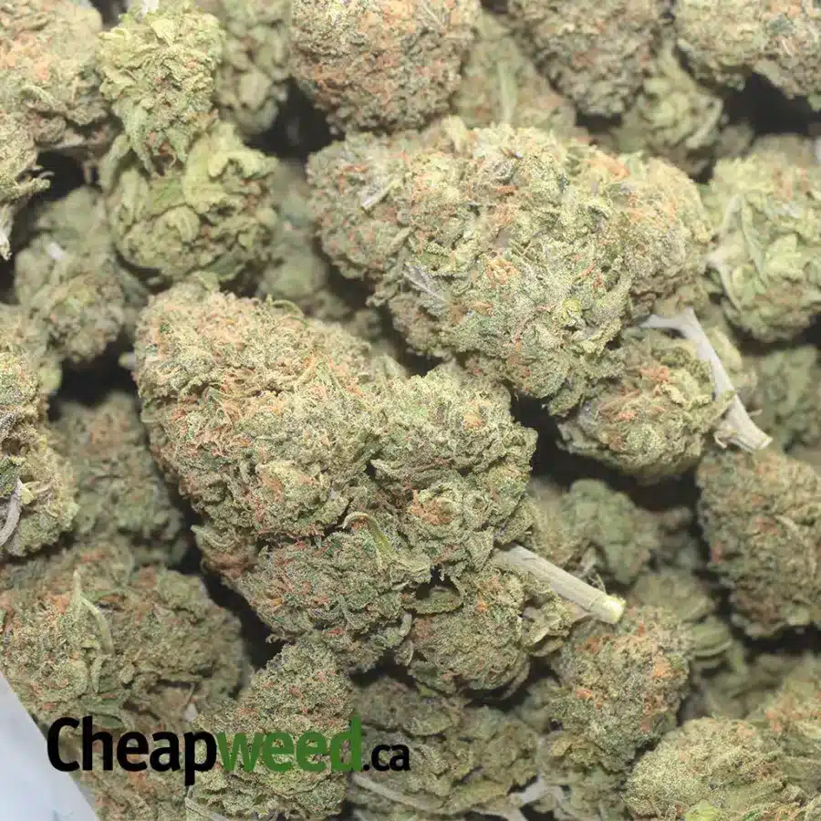 GELATO ZKITTLES 1 1 I Gelato Zkittles