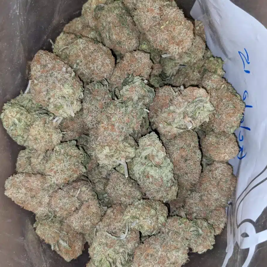 Gelato 2 1 I Gelato