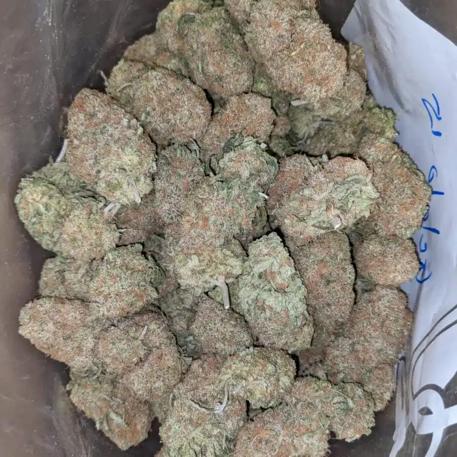 Gelato 3 1 I Gelato