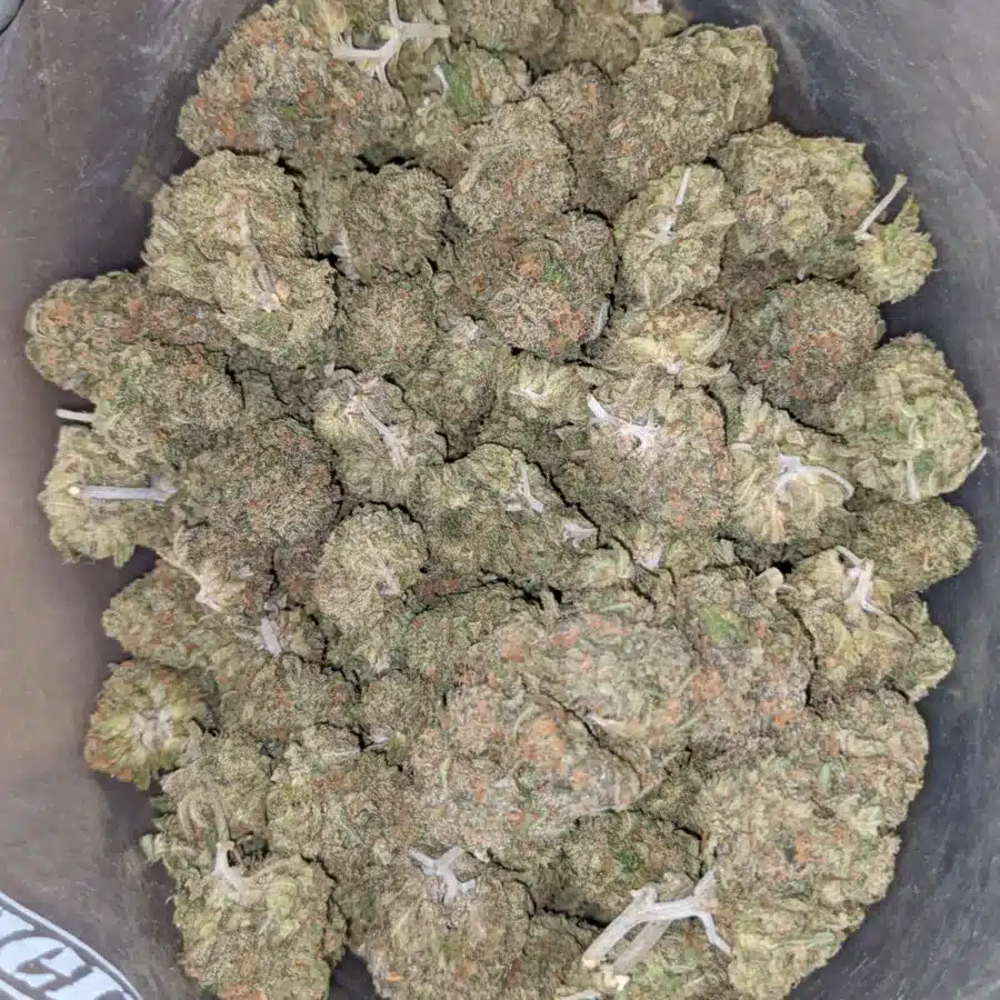 Gelato zkittles 2 I Gelato Zkittles