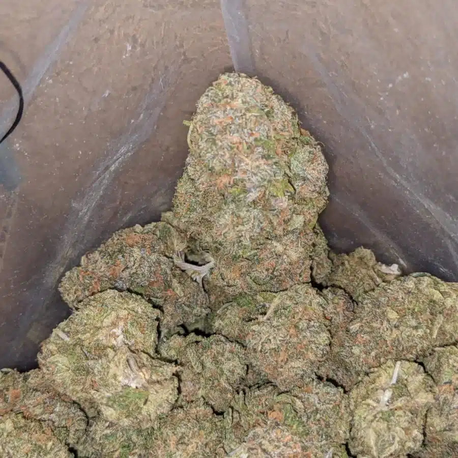 Gelato zkittles 3 I Gelato Zkittles