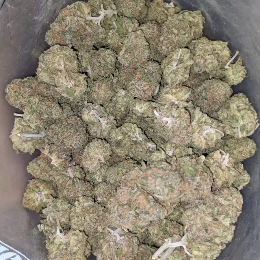 Gelato zkittles 4 I Gelato Zkittles