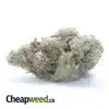 $ 44 Oz - Headband