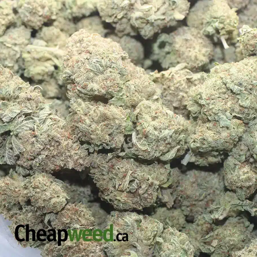 JETFUEL GELATO 1 I $ 50 Oz - Jetfuel Gelato
