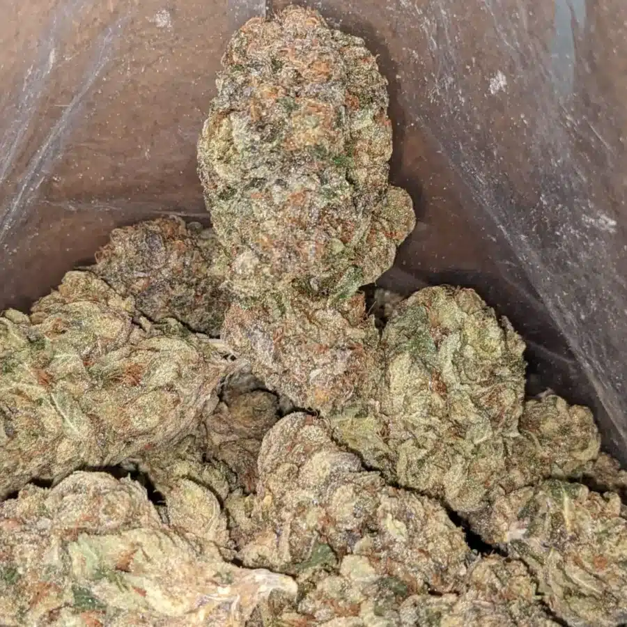 Jedi Kush 1 1 I Jedi Kush