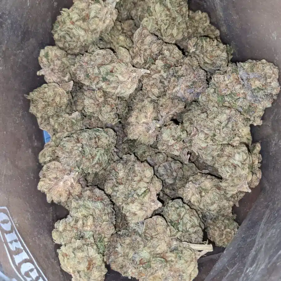 Jedi Kush 2 1 I Jedi Kush