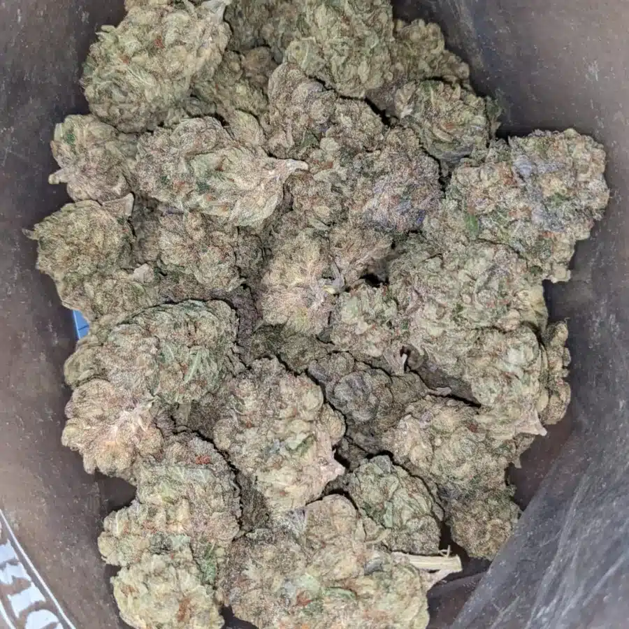 Jedi Kush