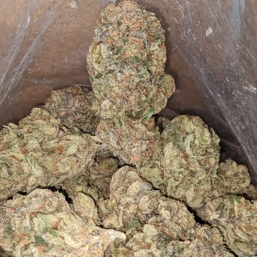 Alternative view of Jedi Kush