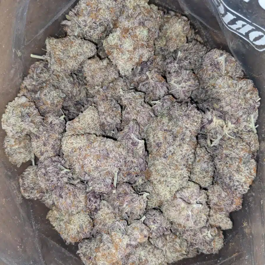 Jetfuel Gelato 2 1 I Jetfuel Gelato