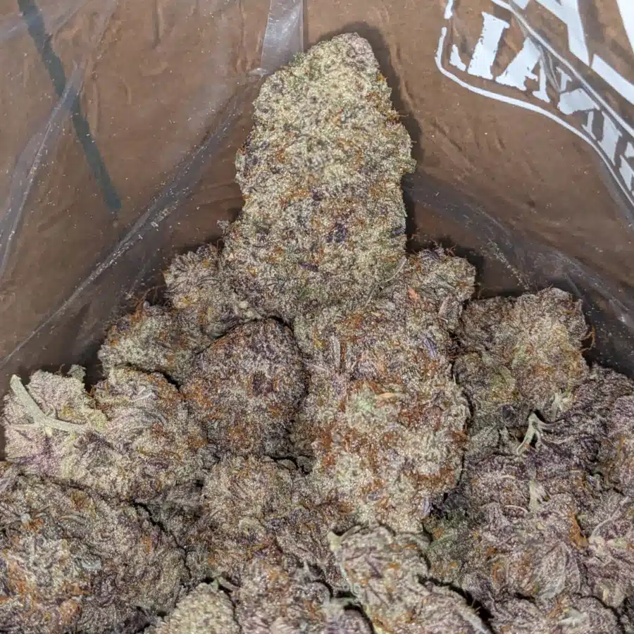 Jetfuel Gelato 4 I Jetfuel Gelato