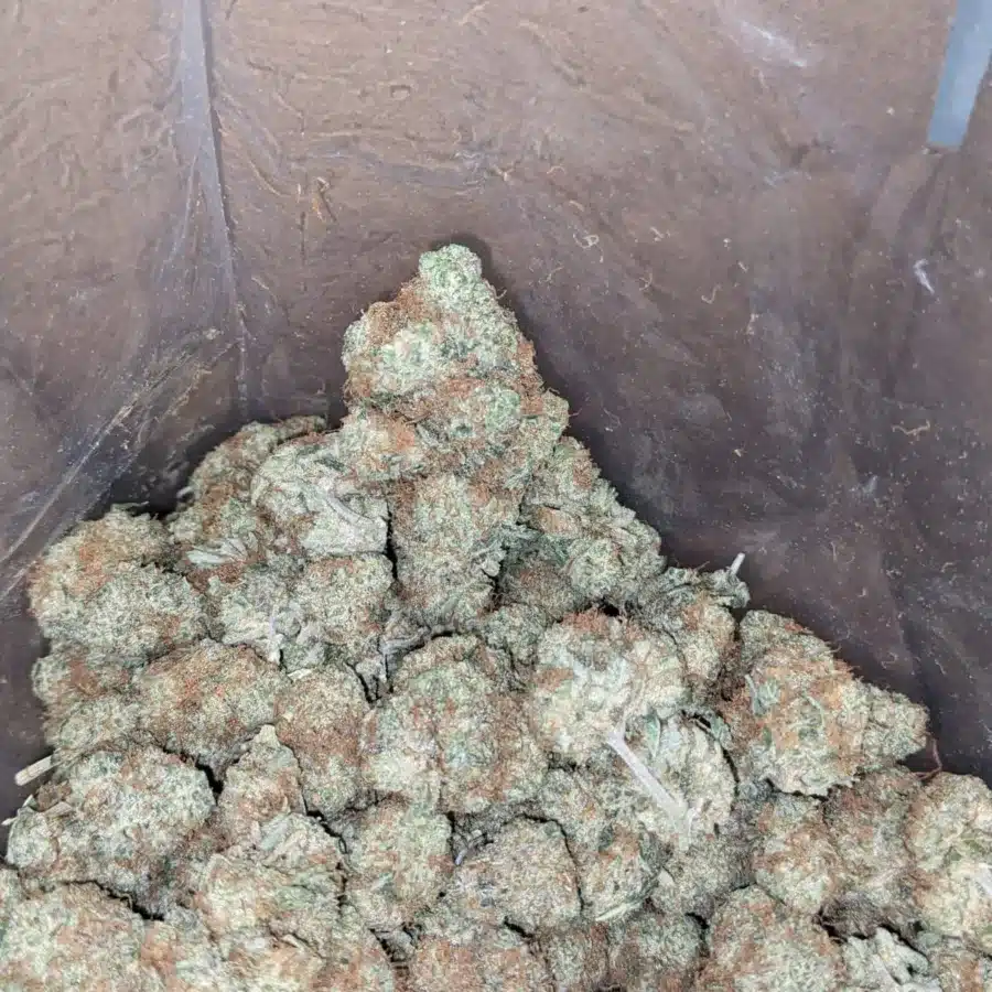 Lemon haze 1 1 I $ 49 Oz - Lemon Haze