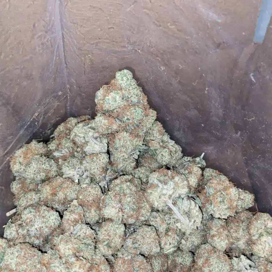 Lemon haze 4 I $ 49 Oz - Lemon Haze