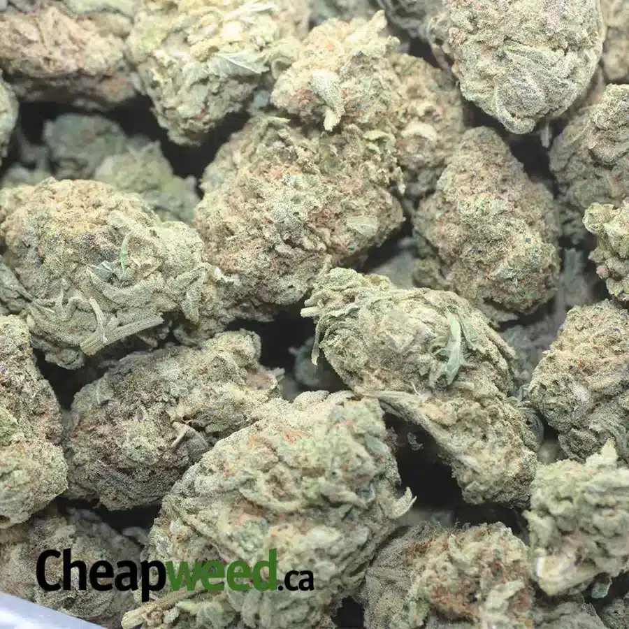 MEAT BREATH 1 I $ 46 Oz - Meat Breath