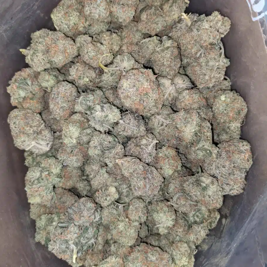 Ny diesel 3 I NY Diesel