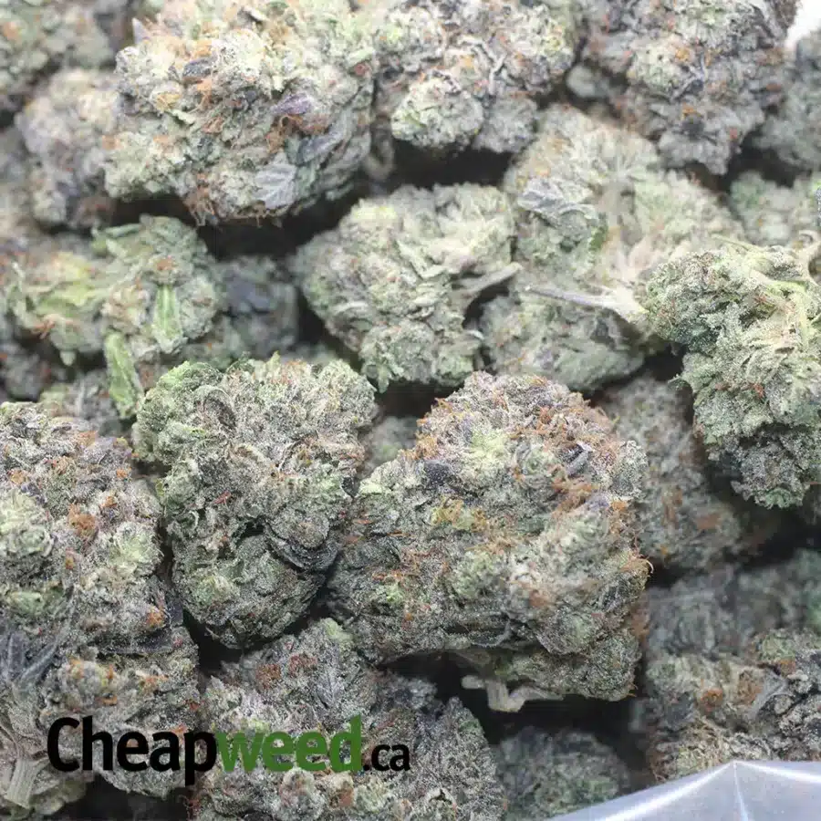 PLATNIUM PINK ROCKSTAR 1 I Platinum Rockstar Kush