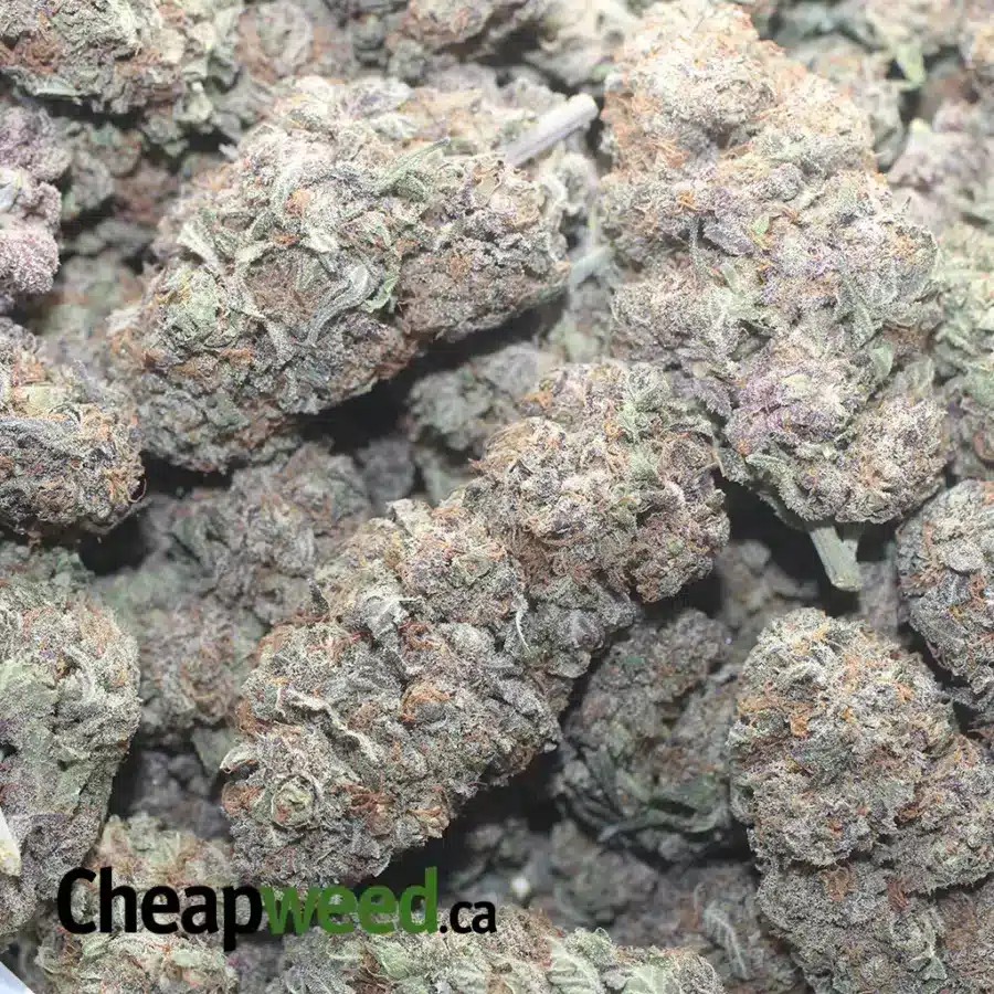 PURPLE HAZE 1 I Purple Haze
